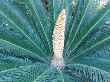 铁树开花 雄花