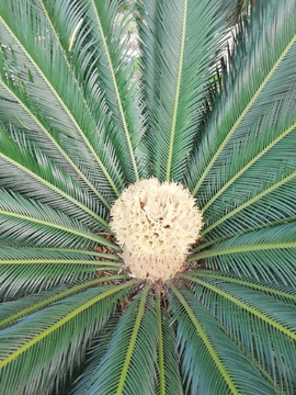 铁树开花 雌花