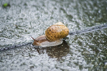 雨中的蜗牛