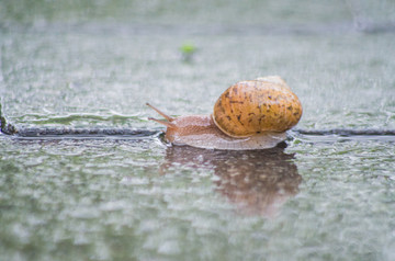 雨中的蜗牛