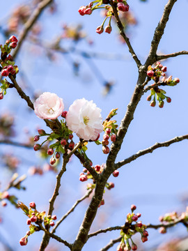 樱花