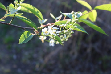 美丽小花