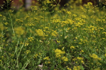 野地的花