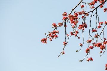 木棉花