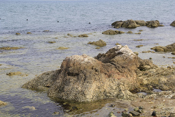 海岸岩礁