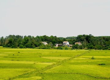 稻田