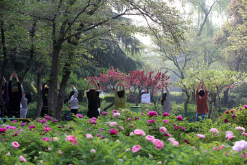 牡丹花里练瑜伽