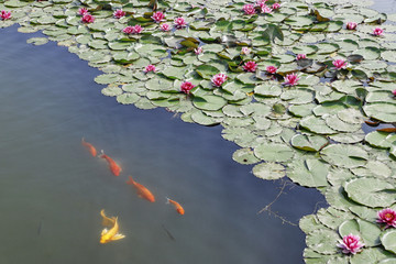 莲花与金鱼