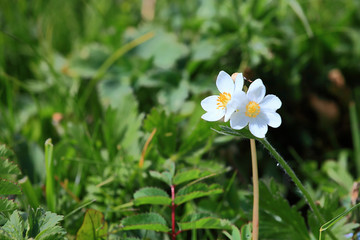 草甸野花