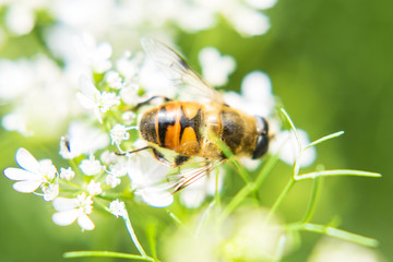 蜜蜂采花