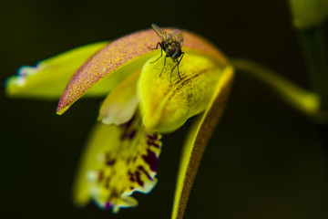 昆虫 小花