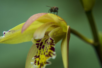 昆虫 小花