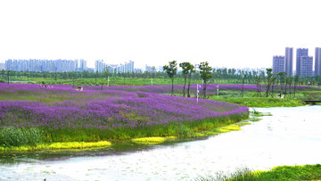 薰衣草花海景观