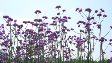 薰衣草花海