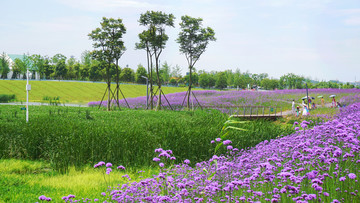 薰衣草花海