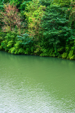 湖泊池塘绿树