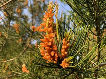 松树 开花 自然 花卉 植物