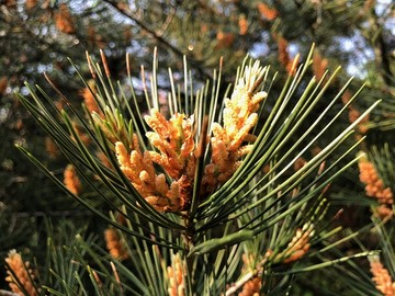 松树 开花 自然 花卉 植物