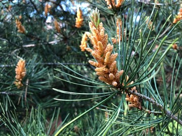 松树 开花 自然 花卉 植物