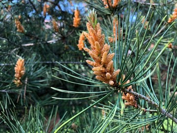 松树 开花 自然 花卉 植物