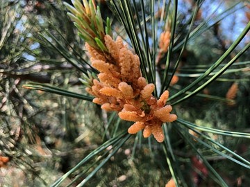 松树开花 松花 松针