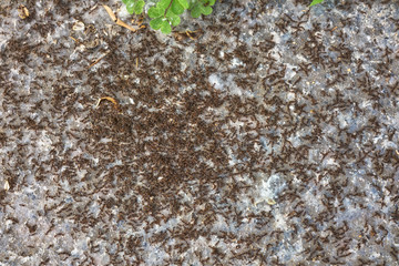 童趣蚂蚁 黑蚂蚁 高清大图