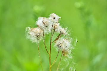 植物花絮 蒲公英 高清大图