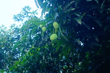 芒果树结果