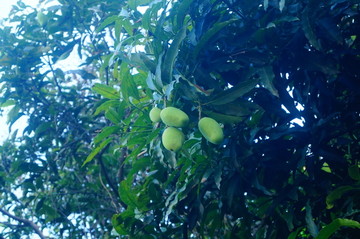 芒果树结果