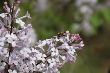 蜜蜂