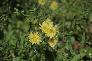 野地小花