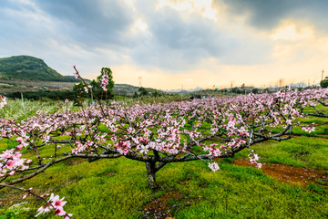 桃花