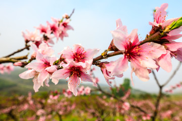 桃花