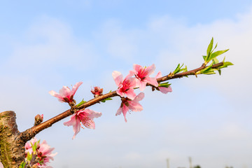 桃花