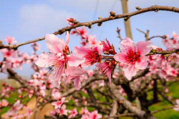 桃花