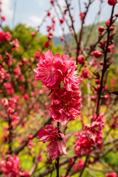 桃花