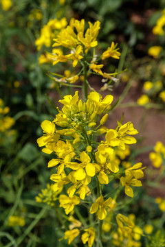 油菜花