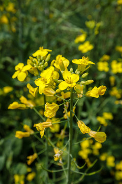 油菜花