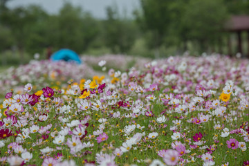 格桑花