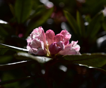 杜鹃花 索玛花