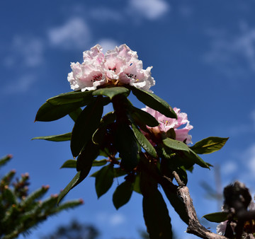 杜鹃花 索玛花