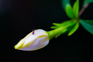 栀子花