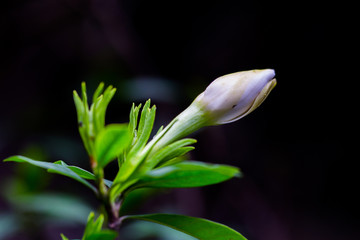 栀子花