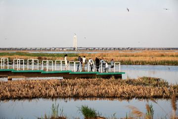 大庆 龙凤湿地