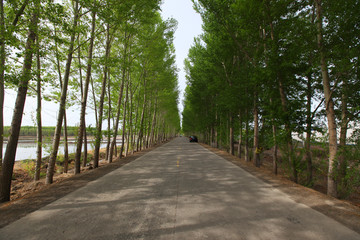 公路 道路 林荫