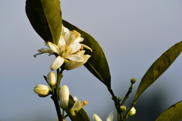 桔子花特写