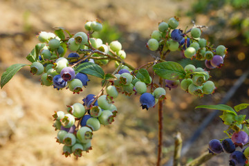 蓝莓树