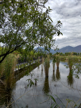 湿地湖畔风景