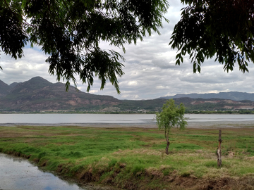 拉市海湿地公园风景