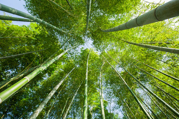 竹林 仰视